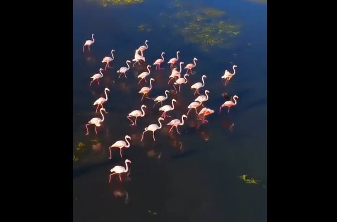 IFS Officer Shares Mesmerising Video of Flamingos Crossing Water Body இயற்கையின் பேரதிசயம்.. வைரலாகும் ஃபிளெமிங்கோக்களின் வீடியோ!