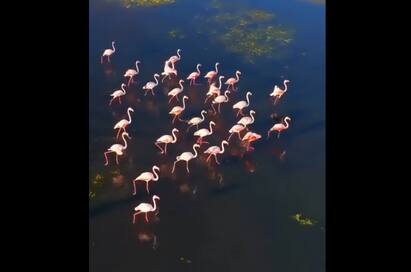 IFS Officer Shares Mesmerising Video of Flamingos Crossing Water Body இயற்கையின் பேரதிசயம்.. வைரலாகும் ஃபிளெமிங்கோக்களின் வீடியோ!