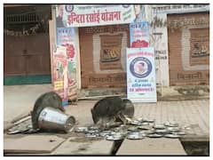 Rajasthan: Video Of Pigs Licking Utensils At Govt-Run Subsidised Food Centre Goes Viral, BJP Attacks CM Gehlot