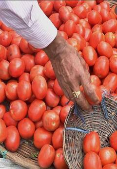 Photo : आवक वाढल्यानं टोमॅटोच्या दरात मोठी घसरण