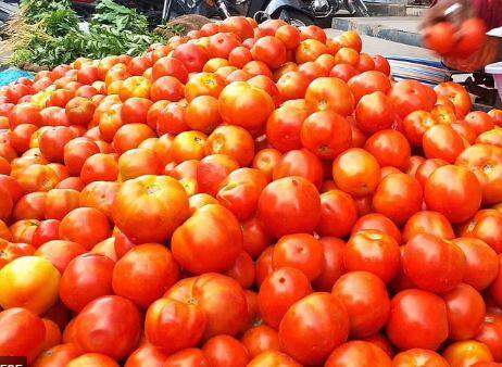 आवक वाढल्यानं टोमॅटोच्या दरात घसरण