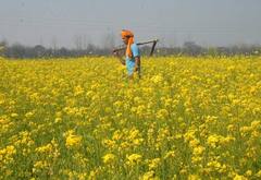 Jalandhar News: ਜੀਐਮ ਸਰੋਂ ਨੂੰ ਮਨਜ਼ੂਰੀ 'ਤੇ ਭੜਕੇ ਕਿਸਾਨ, ਮਨੁੱਖਾਂ, ਚੌਗਿਰਦੇ, ਜੈਵਿਕ ਵਿਭਿੰਨਤਾ ਤੇ ਖੇਤੀ ਲਈ ਖਤਰਨਾਕ ਕਰਾਰ