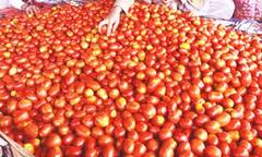 Photo : आवक वाढल्यानं टोमॅटोच्या दरात मोठी घसरण