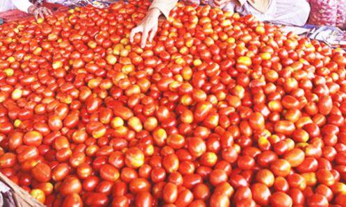 आवक वाढल्यानं टोमॅटोच्या दरात घसरण, 80 रुपयांवरुन दर 25 ते 30 रुपयांवर