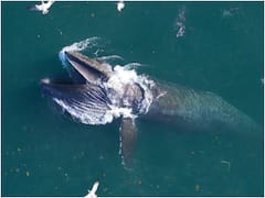 खतरे में ब्लू व्हेल! समुद्र के अंदर रोजाना निगल रही 1 करोड़ से ज्यादा प्लास्टिक के टुकड़े, रिसर्च से हुआ खुलासा