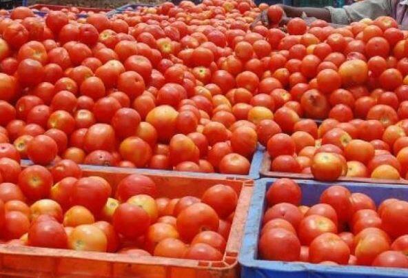 राज्यातील टोमॅटो उत्पादक शेतकरी (Farmers) अडचणीत