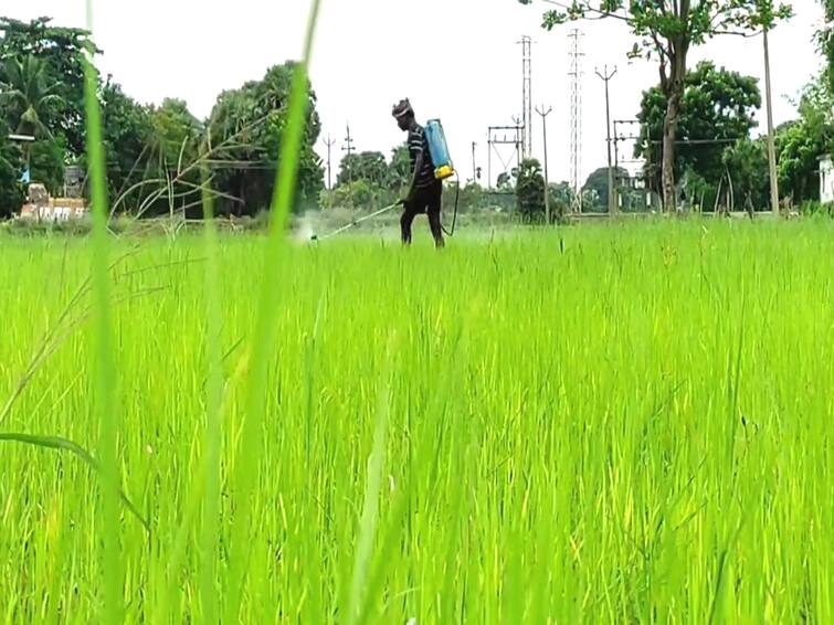 Advice to farmers to get insurance for samba crops before November 15 TNN விவசாயிகளே முக்கிய அறிவிப்பு - சம்பா பயிர்களுக்கான காப்பீடு செய்ய நவம்பர் 15  கடைசி நாள்