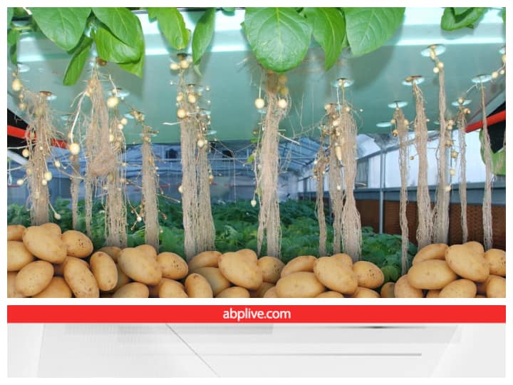 Potato Farming with Aeroponic technique earning to get 12 percent more potato production Aeroponic Farming: इस साल मिट्टी में नहीं, हवा में करें आलू की खेती! इस तकनीक से 12% तक बढ़ जाएगा प्रॉडक्शन