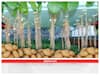 Aeroponic Farming: इस साल मिट्टी में नहीं, हवा में करें आलू की खेती! इस तकनीक से 12% तक बढ़ जाएगा प्रॉडक्शन
