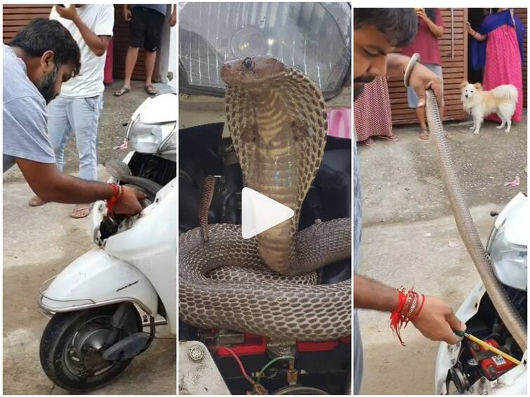 Viral video Man catches cobra hiding inside scooty with bare hands Watch Video: ஸ்கூட்டிக்குள் மறைந்திருந்த கட்டுவிரியன் பாம்பு! படையப்பா ஸ்டைலில் பாம்பை பிடித்த நபர்! வைரல் வீடியோ!