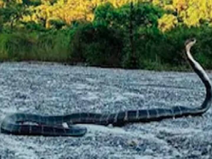 IFS Officer Asks Twitter to Guess Species of Snake, This Answer Takes The Cake Guess : இது என்ன பாம்புன்னு சொல்லுங்க.. ஐஎஃப்எஸ் ஆஃபீஸர் கேள்விக்கு குவிந்த ருசிகர பதில்கள்...