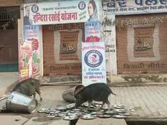 भरतपुर: इंदिरा रसोई के बर्तनों को सूअर के चाटने का वीडियो वायरल, BJP के निशाने पर आई कांग्रेस सरकार