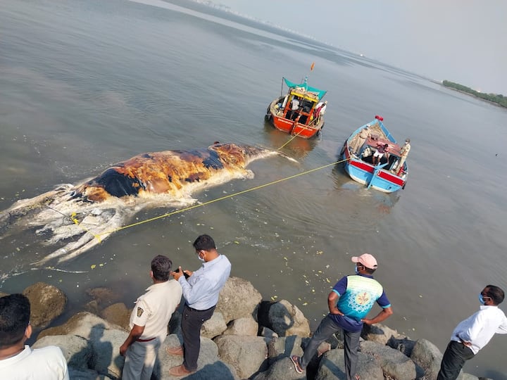 Raigad : मुंबईलगतच्या घारापुरी बेटाजवळ महाकाय व्हेल मासा आढळून आला आहे.