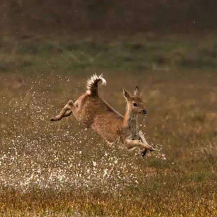 ধীরে ধীরে শীতের আমেজ পড়ছে। যদিও এই সময়টা আমরা অনেকেই কম্বল জড়িয়ে বিছানা পড়ে থাকতেই বেশি ভালবাসি। কিন্তু, ছোটখাট ভ্রমণ খারাপ হবে না।