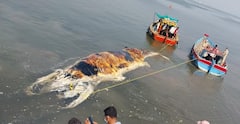 Raigad : 30 फूट लांब, 8 टन वजन; रायगडजवळ आढळला महाकाय व्हेल मासा