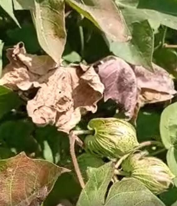 वर्धा जिल्ह्यात कपाशीवर लाल्या रोगाचा प्रादुर्भाव