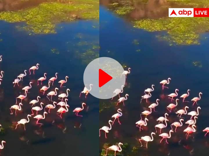 Flamingo birds crossing the river mesmerizing viral video on social media Video: फ्लेमिंगो पक्षी का खूबसूरत वीडियो हो रहा है वायरल, आप भी देखिए