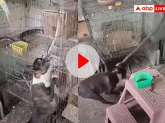 Viral Video: ਪੰਛੀਆਂ ਨੂੰ ਪਰੇਸ਼ਾਨ ਕਰ ਰਿਹਾ ਸੀ ਸੱਪ, ਕੁੱਤੇ ਨੇ ਸਿਖਾਇਆ ਸਬਕ