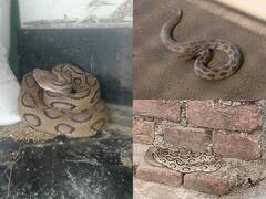 छत्तीसगढ़ का यह जिला बना एशिया के सबसे जहरीले सांप का गढ़, 10 दिन में मिले 20 रसेल वाइपर