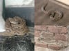 Chhattisgarh News: छत्तीसगढ़ का यह जिला बना एशिया के सबसे जहरीले सांप का गढ़, 10 दिन में मिले 20 रसेल वाइपर
