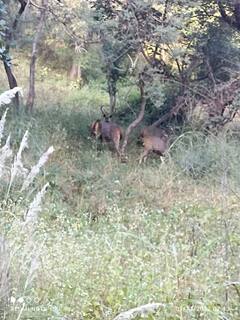 In Pics: रोमांच से भर देगी कुम्भलगढ़ की जंगल सफारी, 22 किमी लंबे ट्रैक पर पर्यटक देख पाएंगे वन्यजीव, देखें तस्वीरें