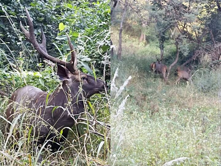 कुम्भलगढ़ जंगल में सफारी करने के लिए 2 से 2.30 घंटे का समय लगता है और इन ढाई घंटे में आपको कई वन्यजीव देखने को मिलते हैं. ट्रैक पूरा करने के बाद देशी कुल्हड़ चाय का जंगल के बीच लुफ्त उठा सकते हैं.