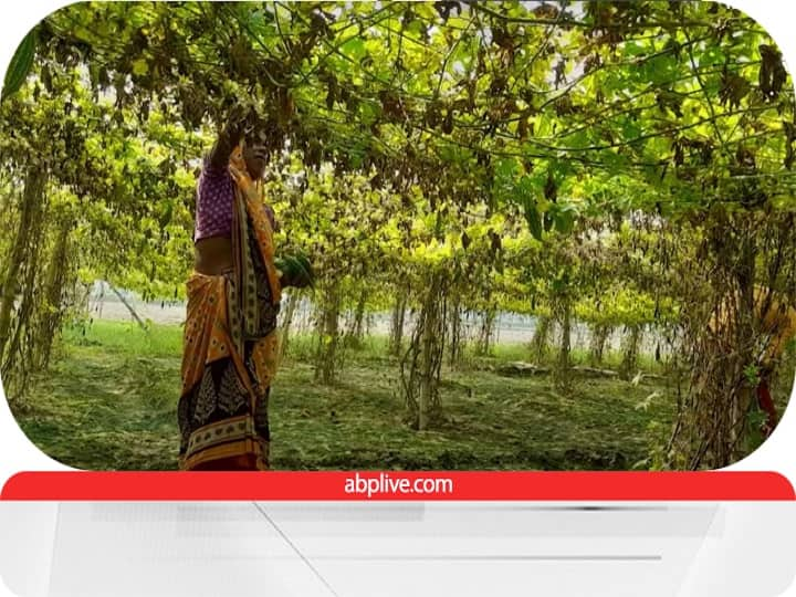 farming with staking techniques helps to get better production without any terror of Stray animals Bitter Gourd Farming: मौसम की मार व छुट्टा पशुओं के आतंक से बचाएगी ये तकनीक, यूपी के किसान उठा रहे फायदा