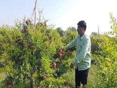 Farmer : डाळींबाच्या शेतीतून 20 लाखांचे उत्पन्न; पैठणच्या शेतकऱ्याची कमाल