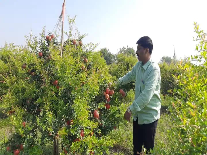 पैठणच्या कोळीबोडखा येथील कृष्णा चावरे यांनी जिद्द आणि मेहनतीच्या जोरावर खडकाळ जमिनीवर डाळिंब बाग फुलवून दाखवली.