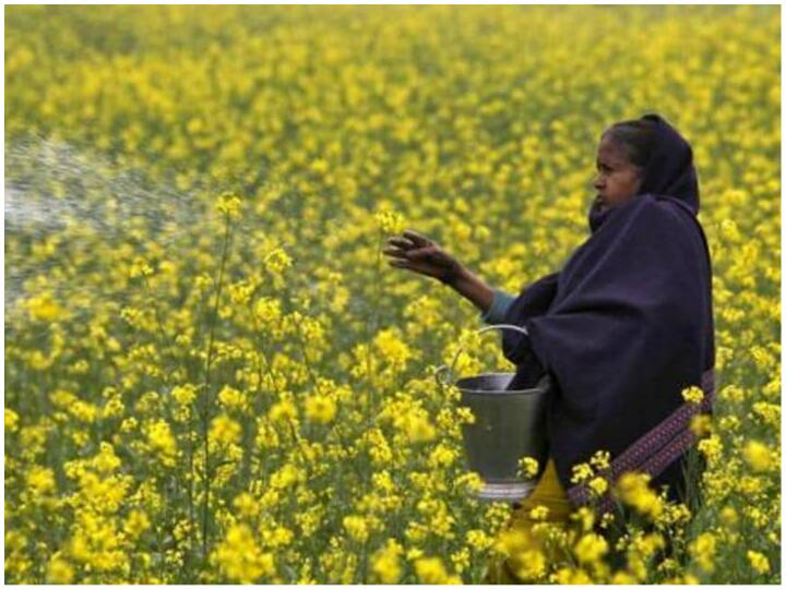 हाइब्रिड सरसों का तेल का विरोध क्यों, क्या इसको खाने से है कोई नुकसान Why oppose hybrid mustard oil is there any harm in eating it abpp हाइब्रिड सरसों का तेल का विरोध क्यों, क्या इसको खाने से है कोई नुकसान