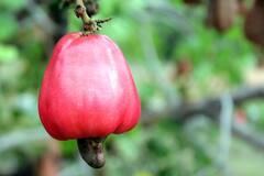 Cashew Benefits : काजूमुळे होतात हाडे मजबूत, मधुमेही रुग्णांसाठीही उपयुक्त