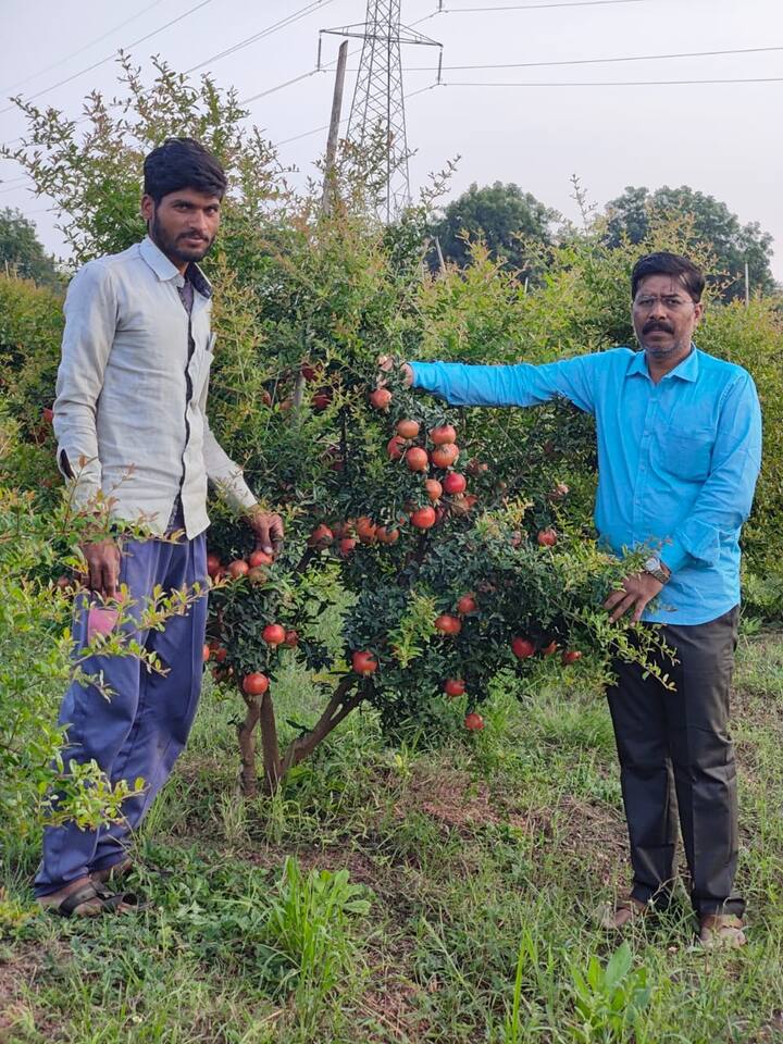 पारंपारिक शेतीला फाटा देऊन अनेक शेतकरी वेगवेगळ्या प्रयोगातून यशस्वी प्रयोग करत असल्याचे पाहायला मिळत आहे. असाच काही प्रयोग करत पैठण तालुक्यातील कोळीबोडखा येथील कृष्णा चावरे या शेतकऱ्याने जिद्द आणि मेहनतीच्या जोरावर खडकाळ जमिनीवर डाळिंब बाग फुलवून दाखवली आहे. विशेष म्हणजे फक्त बाग फुललीच नाही तर त्यातून लाखोंचा उत्पन्न देखील मिळवले आहे.