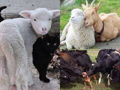 Cute Animals: நண்பேண்டா...இணையத்தை கலக்கும் விலங்குகளின் க்யூட் போட்டோஸ்!