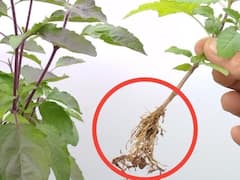 Tulsi Root Benefit: तुलसी की जड़ है बेहद चमत्कारी, इन उपायों से दूर करें आर्थिक तंगी