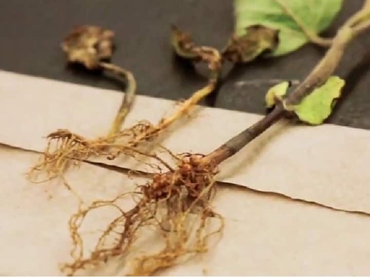आर्थिक समस्या से राहत पाना है तो प्रतिदिन तुलसी में जल चढ़ाएं और संध्या काल में घी का दीपक लगाकर परिक्रमा लगाएं. शुक्रवार के दिन इसकी जड़ को चांदी के ताबीज में पहन लें. कहते हैं इससे पैसों की तंगी खत्म होती है.