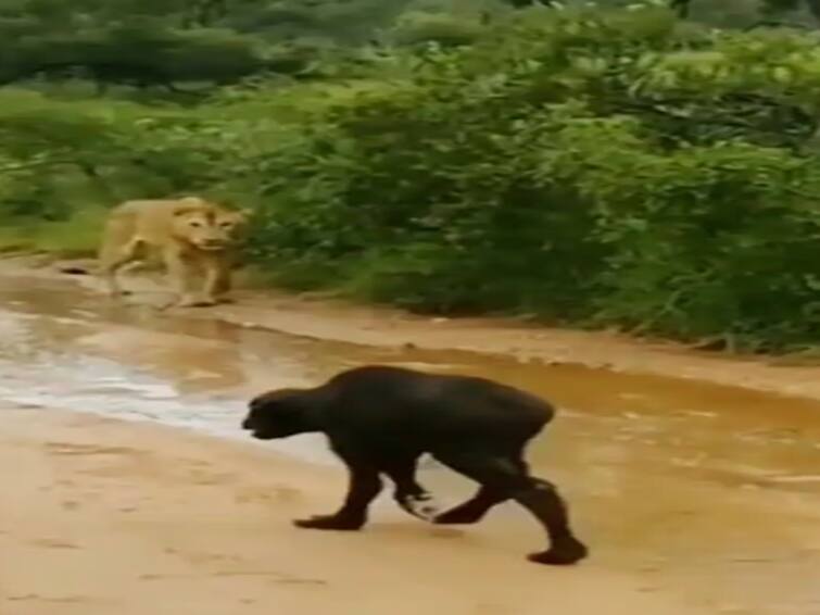 Viral Video: Lioness Tries To Attack Calf, Mother Buffalo Rushes In To Save The Day. Watch Viral Video:  