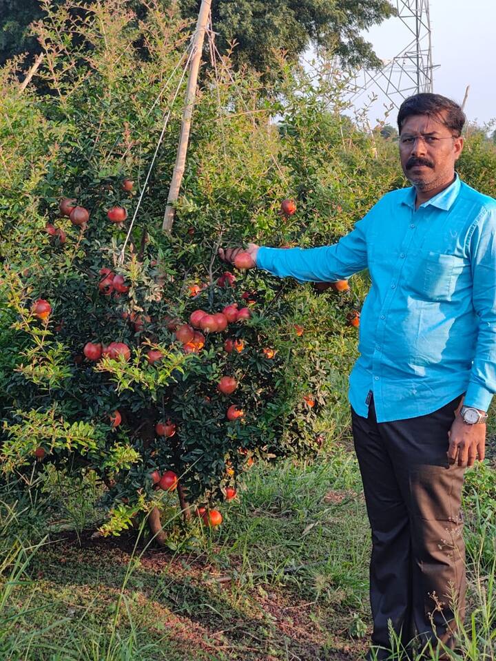 मराठवाड्यात मोठ्याप्रमाणावर अतिवृष्टी झाली असून, गेल्या तीन वर्षांपासून अशीच परिस्थिती आहे. त्यामुळे पैठण तालुक्यात डाळिंब उत्पादक शेतकऱ्यांना देखील याचा फटका बसला.