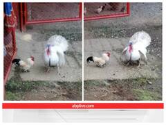 टर्की से पंगा मुर्गे को पड़ा भारी, एक के बाद एक पड़े कई झापड़