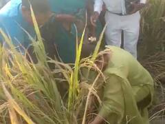 पैदावार का जायजा लेने के लिए गांवों में पहुंची जिलाधिकारी, हसिया से किसान के खेत में काटा धान