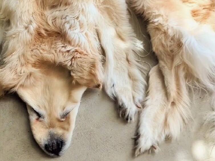 Watch Video australian family preserves their dead pet dog as a rug Watch Video: இறந்தாலும் உயிரோடு இருப்பதைப்போலவே.. செல்ல நாயை பதப்படுத்திய குடும்பம்.. வைரலாகும் வீடியோ