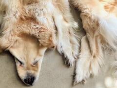 Watch Video: இறந்தாலும் உயிரோடு இருப்பதைப்போலவே.. செல்ல நாயை பதப்படுத்திய குடும்பம்.. வைரலாகும் வீடியோ