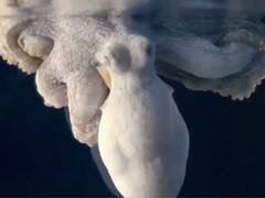 Viral Video: ਕੀ ਤੁਸੀਂ ਕਦੇ ਓਕਟੋਪਸ ਦਾ ਰੰਗ ਬਦਲਦੇ ਦੇਖਿਆ ਹੈ? ਵੀਡੀਓ 'ਚ ਪਾਣੀ ਦੇ ਹੇਠਾਂ ਜੀਵ ਨੇ ਬਦਲਿਆ ਰੰਗ!