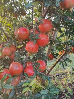 Farmer : डाळींबाच्या शेतीतून 20 लाखांचे उत्पन्न; पैठणच्या शेतकऱ्याची कमाल