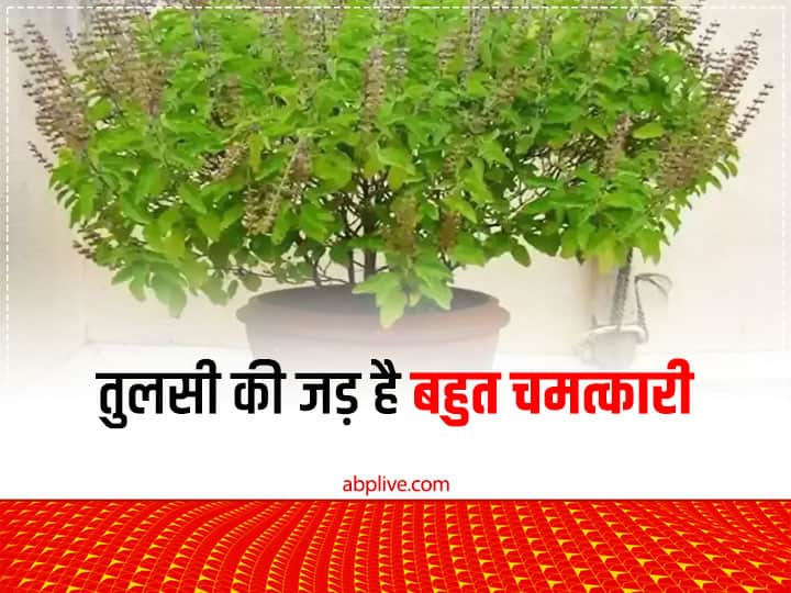 Tulsi Root Benefit: शास्त्रों में तुलसी के पत्ते के अलावा उसकी जड़ को भी बहुत चमत्कारी माना गया है. इसकी उपाय से मां लक्ष्मी की कृपा मिलती है, साथ ही कई फायदे होते हैं.