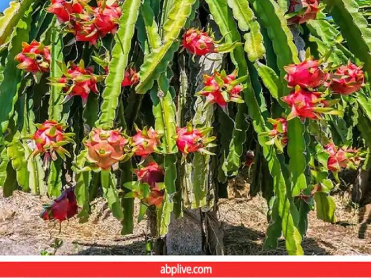 Dragon Fruit farming became profitable in drought effected areas of maharashtra sangali  Dragon Fruit : सांगलीतल्या दुष्काळी भागात फुलतायेत 'ड्रॅगन फ्रुटचे' मळे, शेतकऱ्यांना मिळतोय फायदा 