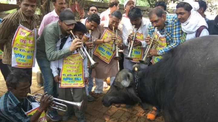 यह घटना है वाराणसी की, जहां निजी स्कूलों में फीस वृद्धि के खिलाफ अभिभावकों ने भैंस के आगे बीन बजाकर स्कूल प्रबंधकों के हिटलरशाही तरीके से ज्यादा फीस वसूलने के विरोध में प्रदर्शन किया था.