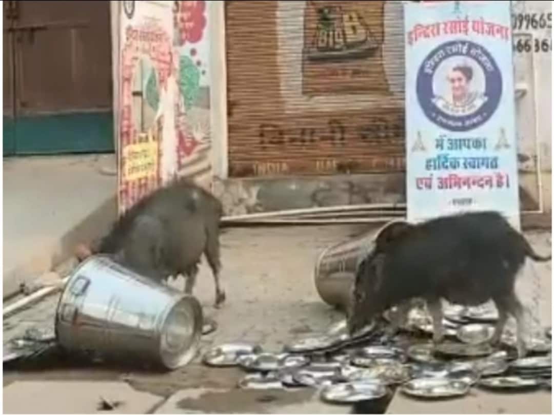 Rajasthan Pigs Lick Utensils Meant for Poor At Government run Meal Centre BJP Says Disgusting WATCH அரசு நடத்தும் மலிவு விலை உணவகங்கள்.. தட்டுகளை நக்கும் பன்றிகள்.. வெளியான அதிர்ச்சி வீடியோ