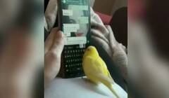 Viral Video: ਮਾਲਕ ਦੇ ਨਾਲ ਵਟਸਐਪ ਚੈਟ ਕਰਦਾ ਹੈ ਇਹ ਤੋਤਾ, ਚੁੰਝ ਨਾਲ ਫਟਾਫਟ ਕਰਦਾ ਹੈ ਟਾਈਪਿੰਗ, ਦੇਖ ਕੇ ਹੋ ਜਾਵੋਗੇ ਹੈਰਾਨ