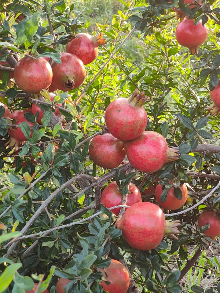 डाळिंब बागेतून पहिल्या वर्षीच अडीच लाख खर्च तर पंचवीस लाखांचे उत्पन्न घेतले आहे.