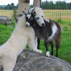 Cute Animals: நண்பேண்டா...இணையத்தை கலக்கும் விலங்குகளின் க்யூட் போட்டோஸ்!